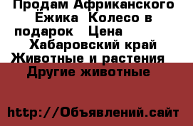 Продам Африканского Ёжика. Колесо в подарок › Цена ­ 5 500 - Хабаровский край Животные и растения » Другие животные   